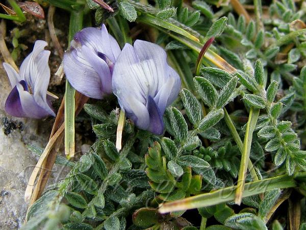 Hairy-Leaved Milk-Vetch